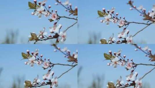 梨花盛开春天花开花花瓣梨花梨花开高清在线视频素材下载