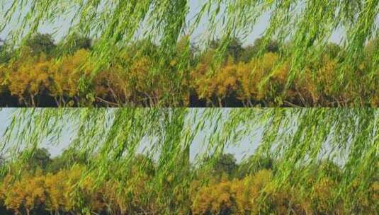 晴朗天气下的西湖垂柳在风中摇曳高清在线视频素材下载