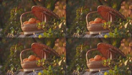 秋天桔子园橘子采摘丰收高清在线视频素材下载