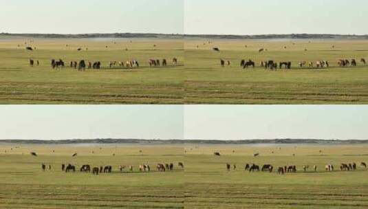 呼伦贝尔秋天的草原马群396高清在线视频素材下载