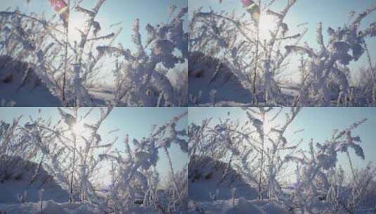 冬天雪地雾凇唯美空镜高清在线视频素材下载