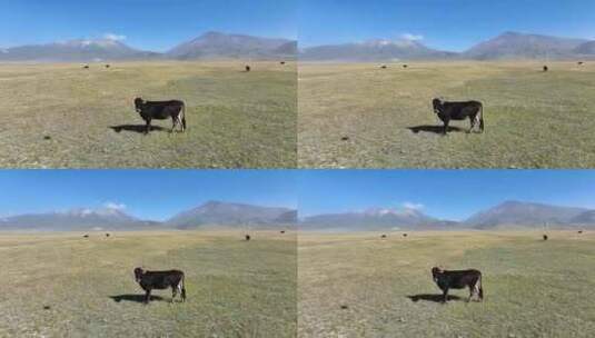 草原上的动物群高清在线视频素材下载