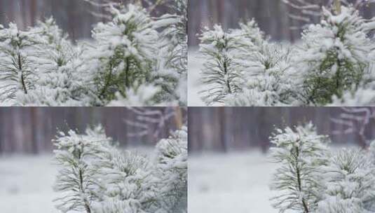 白雪覆盖的树木森林冬季景观高清在线视频素材下载