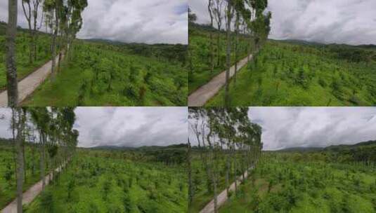 印度尼西亚的大树无人机镜头高清在线视频素材下载