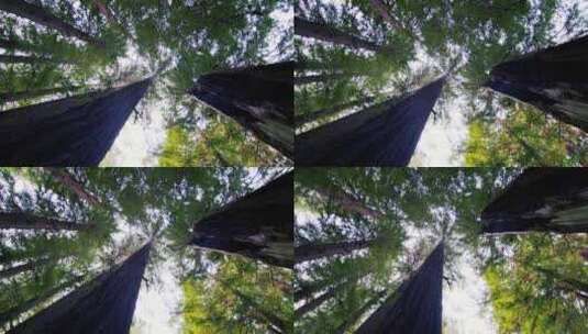 旋转拍摄森林中的参天大树高清在线视频素材下载