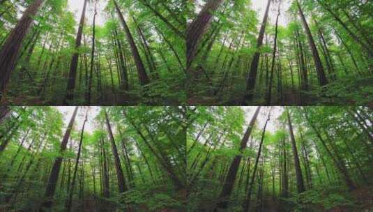 仰拍摇摄森林中的树木高清在线视频素材下载