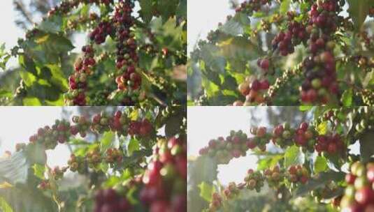 咖啡树枝上成熟的生咖啡浆果群。泰尔农场种高清在线视频素材下载
