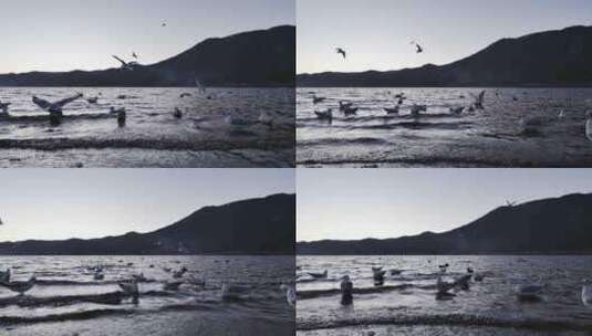 黎明前湖面飞翔的海鸥高清在线视频素材下载