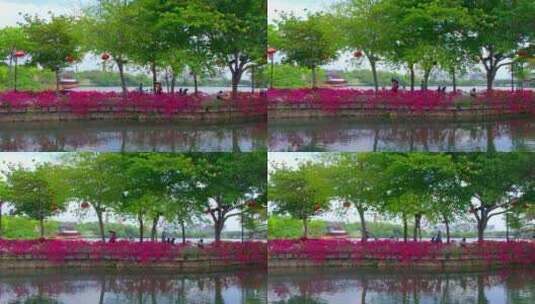 惠州西湖陈公堤三角梅3高清在线视频素材下载