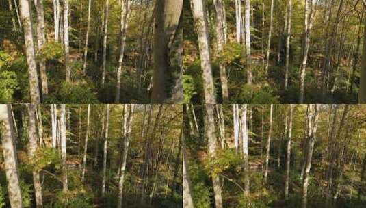 霍恩比姆森林高清在线视频素材下载