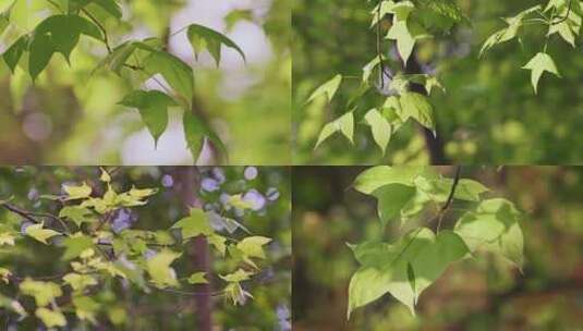 枫叶树叶绿叶高清在线视频素材下载