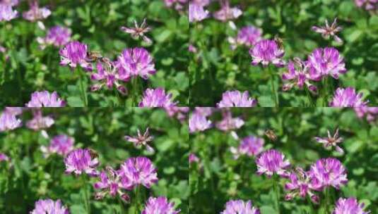 蜜蜂在紫云英花丛中飞舞采蜜慢镜头高清在线视频素材下载