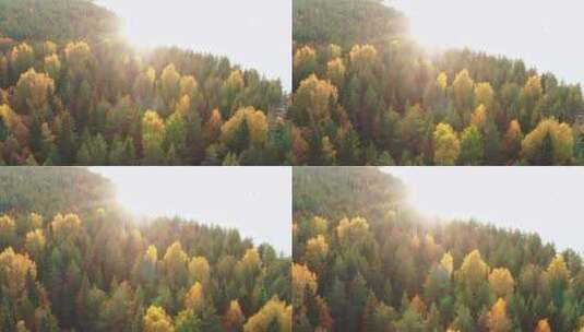阳光照耀下的森林高清在线视频素材下载