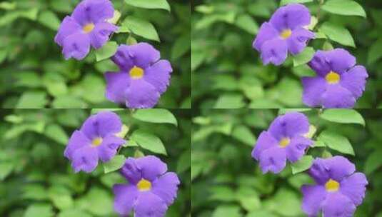 紫罗兰花盛开的特写镜头高清在线视频素材下载