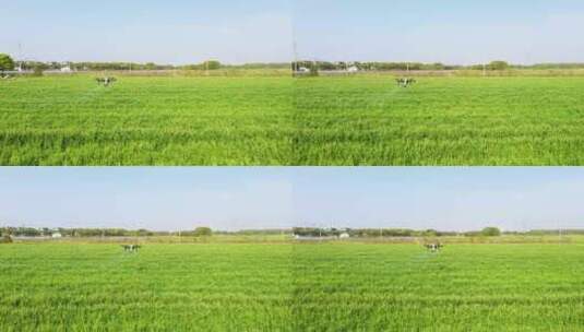 4K乡村振兴无人机喷洒农药航拍高清在线视频素材下载