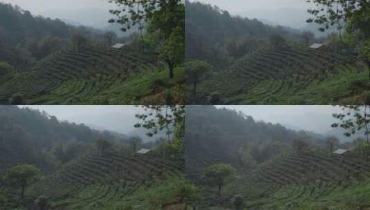 茶山视频云南普洱周边茶山种植区台地茶高清在线视频素材下载