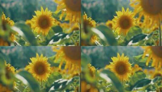 黄色的向日葵高清在线视频素材下载