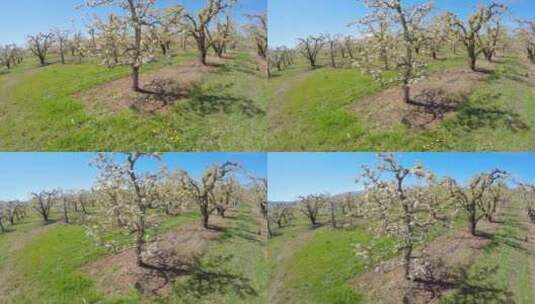 在盛开的苹果树上空航拍高清在线视频素材下载