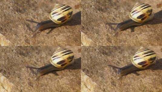 蜗牛在石头表面移动高清在线视频素材下载