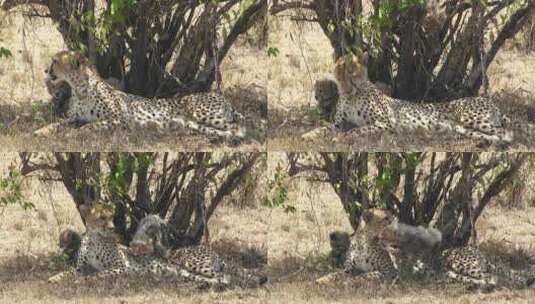 豹妈妈带着幼崽坐在树下高清在线视频素材下载