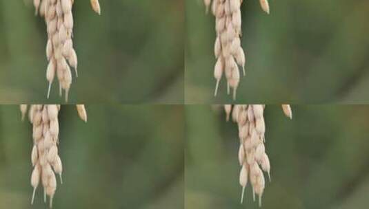 成熟水稻高清在线视频素材下载