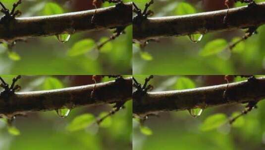 花园里的雨滴高清在线视频素材下载