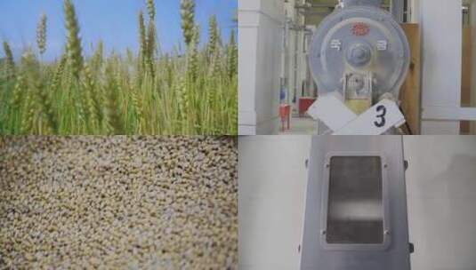 小麦种植收割加工面粉小麦粉生产高清在线视频素材下载