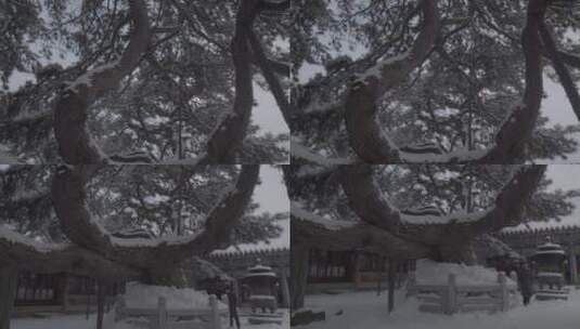 雪后的松树LOG高清在线视频素材下载