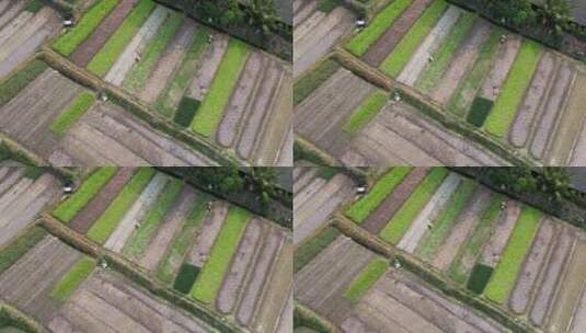 俯瞰海南农田耕种的农民01高清在线视频素材下载