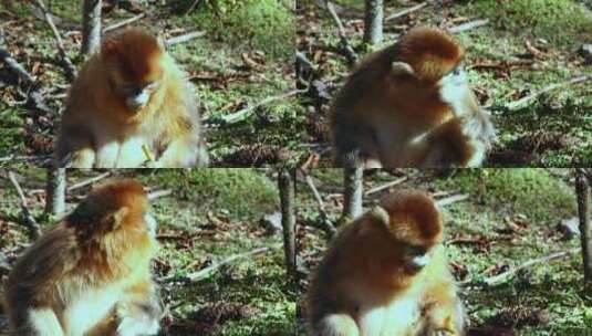 金丝猴进食2高清在线视频素材下载