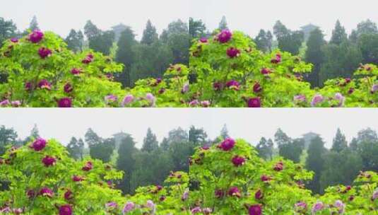 景山公园 牡丹花 花圃 鲜花 国色天香高清在线视频素材下载