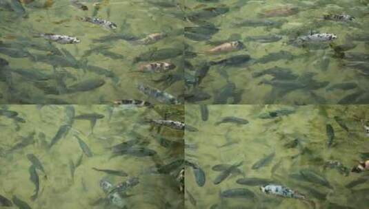 在池塘里游来游去的鱼高清在线视频素材下载