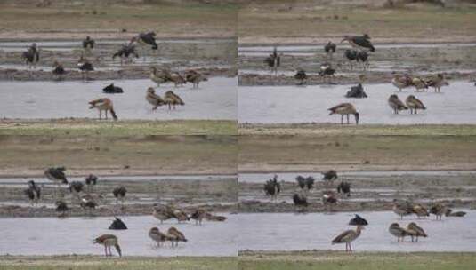 鹅和鸭子在池塘里玩耍高清在线视频素材下载