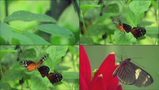 各种蝴蝶高清在线视频素材下载