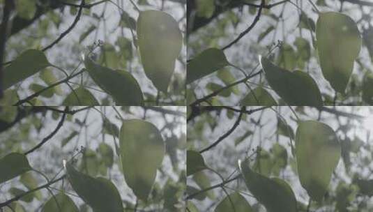 春天大樟树树叶逆光特写高清在线视频素材下载