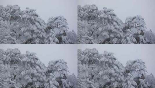 黄山 雪景 雾凇高清在线视频素材下载