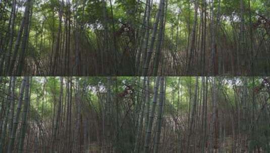 大自然竹林竹海高清在线视频素材下载