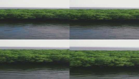 航拍被水淹没森林植物高清在线视频素材下载