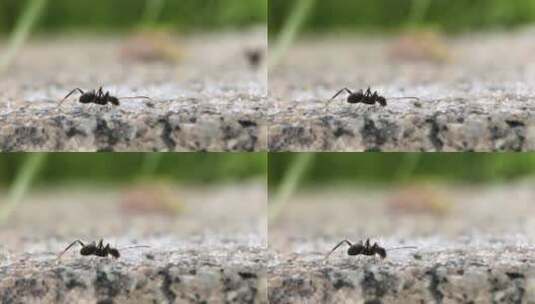 微距摄影 蚂蚁吃糖4高清在线视频素材下载