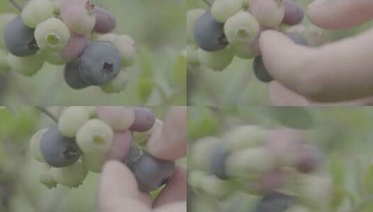 多种颜色的蓝莓LOG高清在线视频素材下载