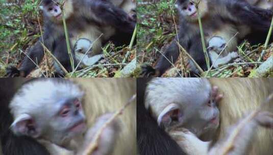 云南滇金丝猴幼崽1高清在线视频素材下载