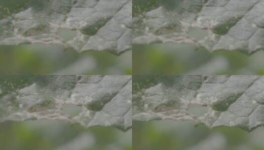 黄瓜叶片上的虫洞LOG高清在线视频素材下载