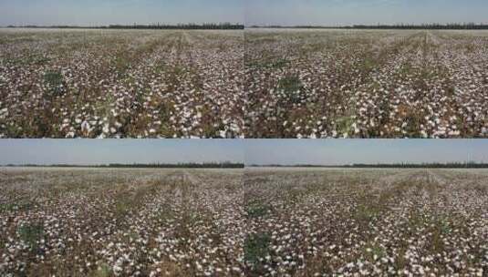 新疆且末县棉花种植高清在线视频素材下载