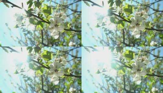 阳光下树枝上花朵上的蜜蜂高清在线视频素材下载