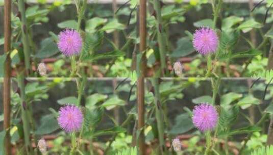 紫色含羞草花朵高清在线视频素材下载