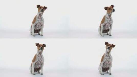 狗的两种表情是白色的高清在线视频素材下载