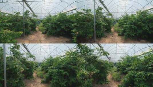杨桃树现代化温室大棚果园果树栽培高清在线视频素材下载