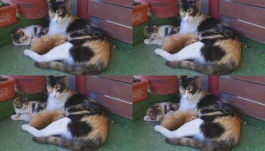 母猫和她的幼猫高清在线视频素材下载