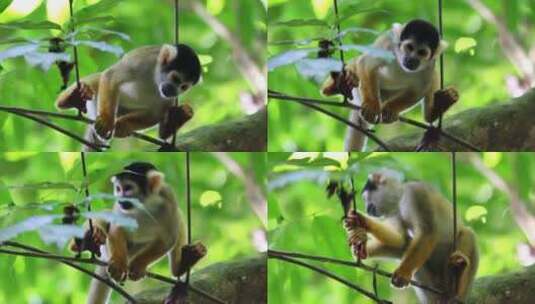 野生松鼠猴在树枝上高清在线视频素材下载