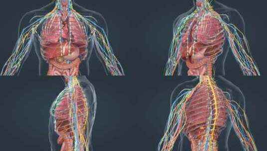 人体器官肺部肝脏肠道三维医学特效动画高清在线视频素材下载